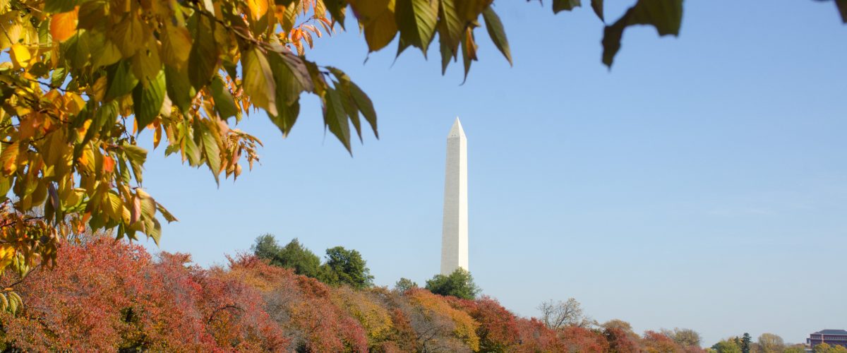 Famed cherry trees turn bright orange and yellow during autumn in Washington DC. Washington Monument is at center.