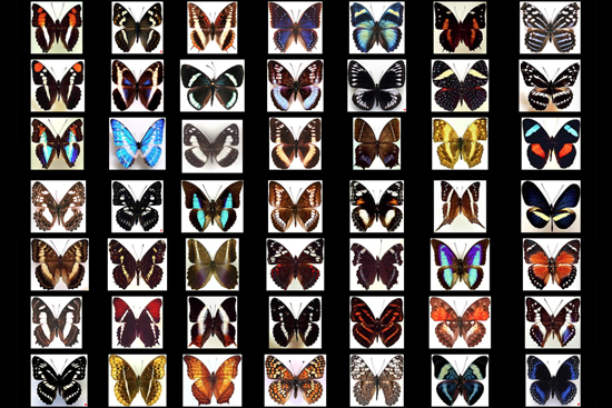 butterfly wing patterns