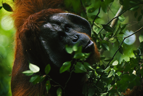 Wild male orangutan with cheek flanges, Cheryl Knott Gunung Palung National Park, Borneo, Indonesia, research at Boston University