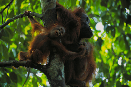 wild orangutans Betki and Beth, Cheryl Knott, Gunung Palung National Park, Borneo, Indonesia