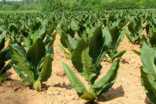 t_tobaccoplant
