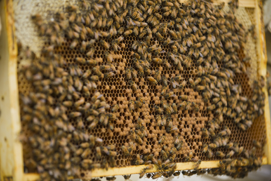 BU Beekeepers, incubating baby bees BU Beekeepers club, Charles River bee hives, Boston University commencement honey bees