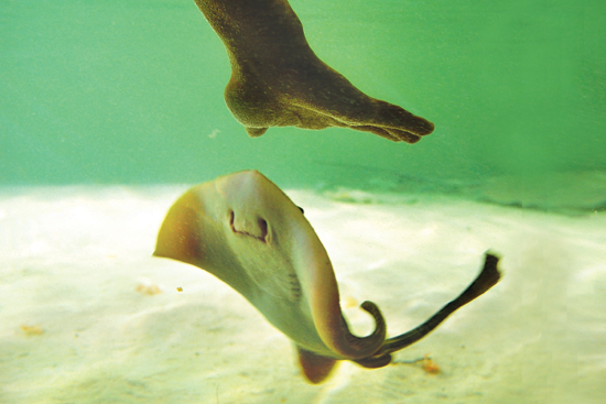 New England Aquarium Shark and Ray Touch Tank