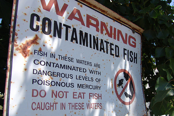 mercury contaminated fish, Effects of eating fish while pregnant, Attention Defecit Disorder in children, Sharon Sagiv, Boston University School of Public Health, Susan Korrick, Brigham and Women's Hospital