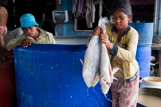 Boston University BU, College of Arts and Sciences CAS, professor biology Les Kaufman, Cambodia, Mekong River, fishing, Multi-scale Integrated Models of Ecosystem Services MIMES, conservation research, MacArthur Foundation grant