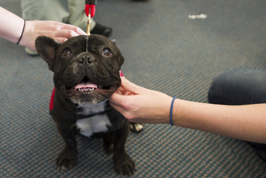 study break, dog therapy, stress reduction, Boston University