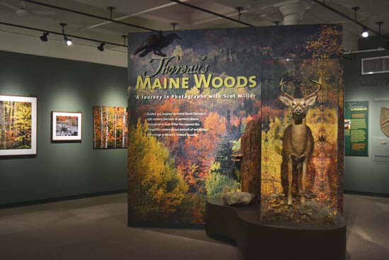 Boston University BU, exhibitions, Harvard Museum of Natural History, Thoreau’s Maine Woods, Scot Miller