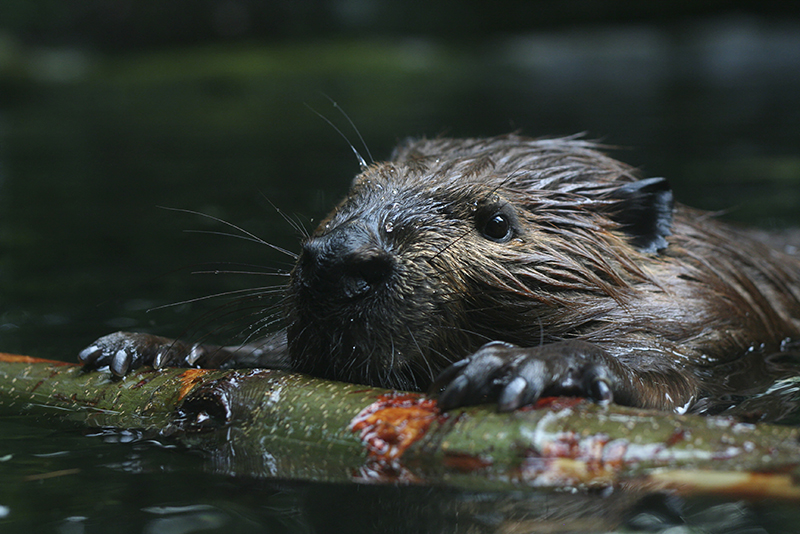 Beaver holding log in water