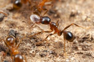 Pheidole dentata minor worker ants