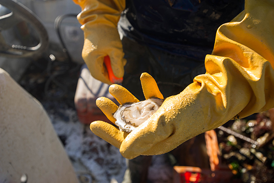 John Brawley (GRS'92) and his farm hand Sean Sullivan of Kingston working Brawley's oyster farm in Duxbury, MA