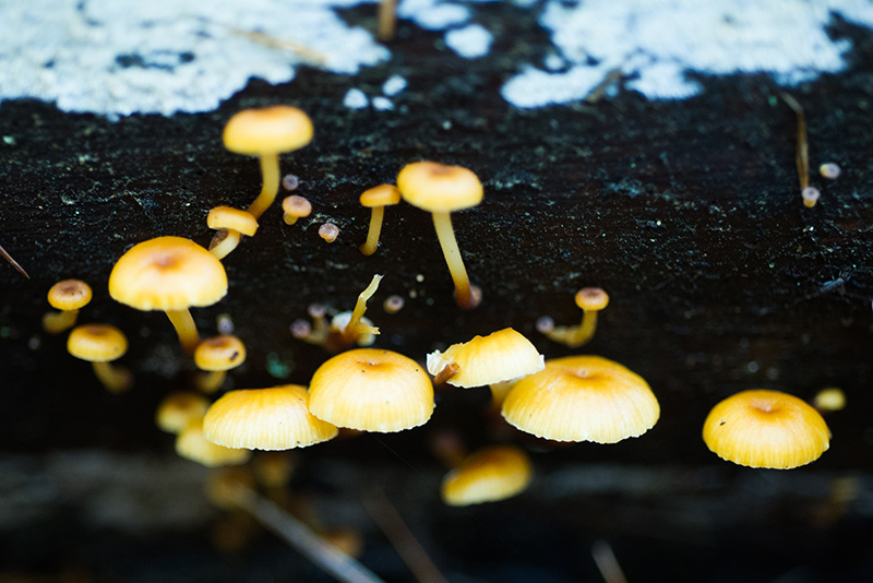 Close-up of a mushroom poking through the ground in the forest