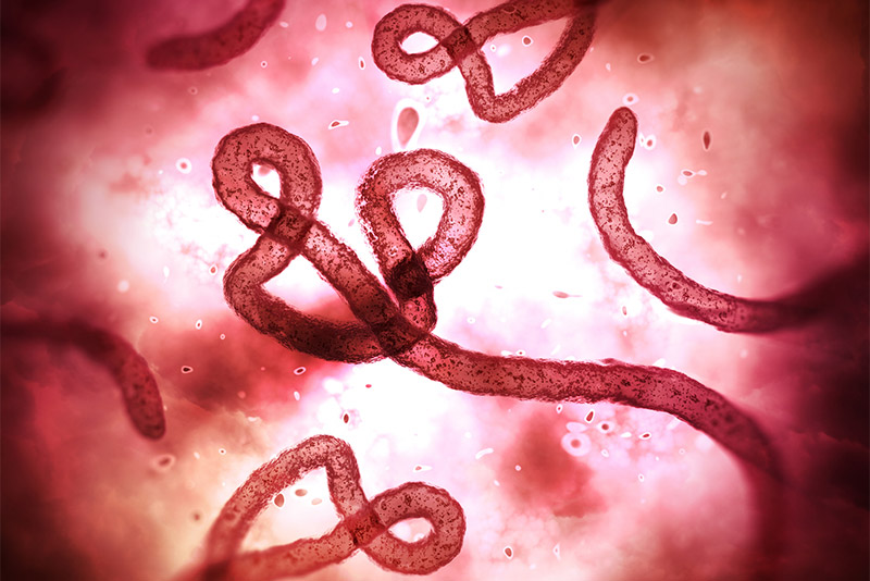 Biomarker May Predict Ebola Virus Survival | The Brink | Boston University