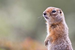 Arctic Ground Squirrel