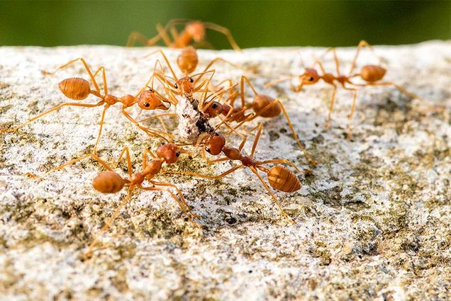 Red leaf cutter ants hive behaviour carrying food from fruiting