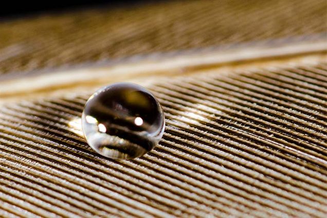 Photo of Water Drop on Feather 1, taken by Boston University mechanical engineeriing researchers James Bird and Samira Shiri during research on heat exchange properties of superhydrophobic materials