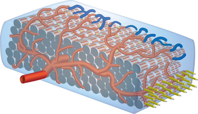 Illustration of cardiac patch