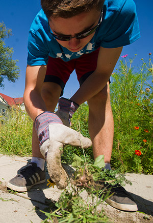 FYSOP volunteer Drew Faria (CAS'19) pulling weeds at Dorchester's Nightingale Community Garden