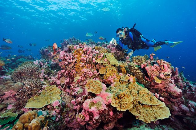 Biologist David Obura diving in the Phoenix Islands Protected Area (PIPA) to examine coral reef recovery