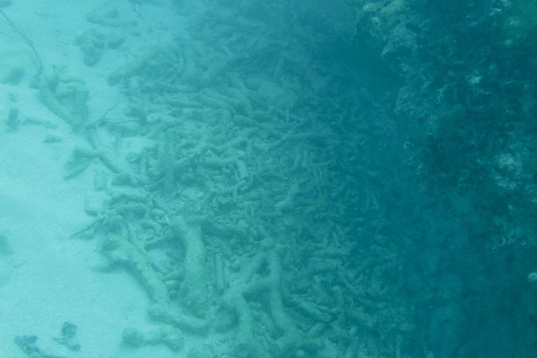 Large amounts of rubble were exposed and deposited at some sites in the middle keys.