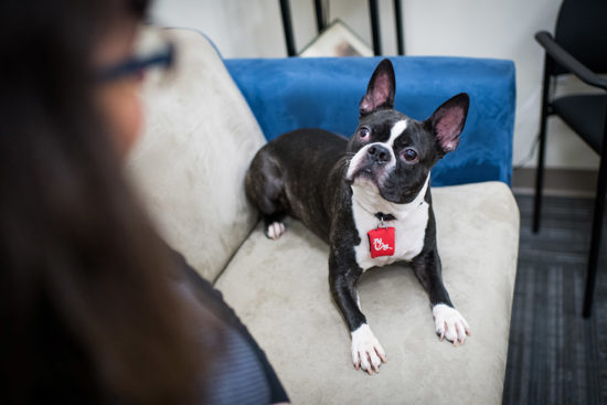 are boston terriers good emotional support dogs? 2