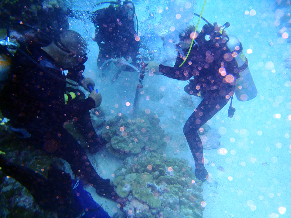 Diane Thompson extracting a core from a live Porites coral colony at Kiritimati in 2012.