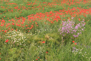 Romanian wildflowers