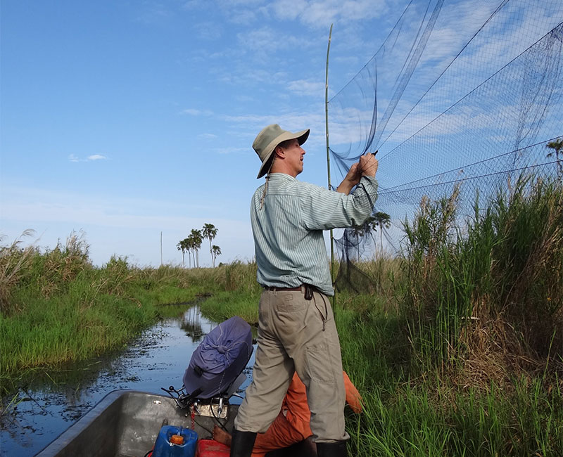 Biologist Michael Sorenson hangs a mist net to catch finches in New Guinea