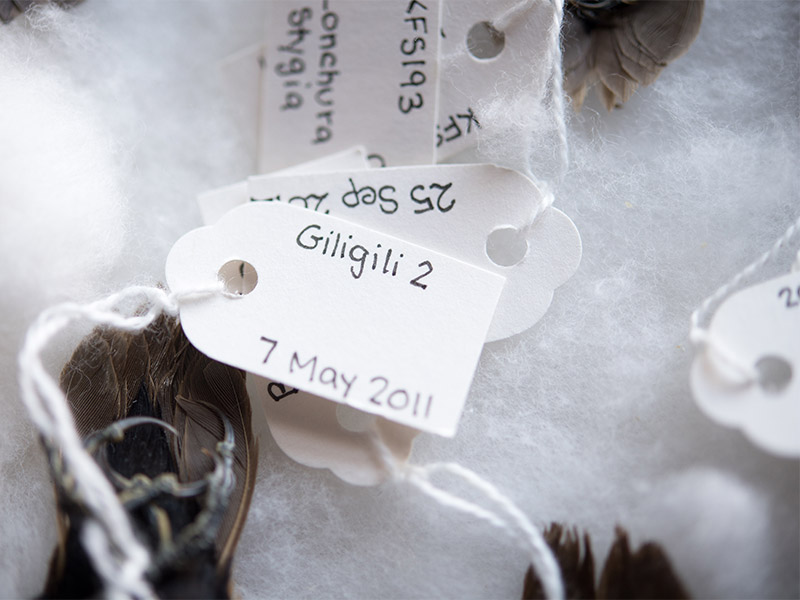 The feet of New Guinea Finch specimens showing tags on their feet