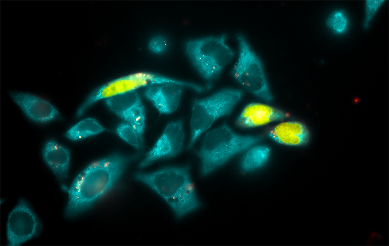 Photo of the Ligand Inducible Connection (LInC) tool which is able to that turns engineered cells on and off