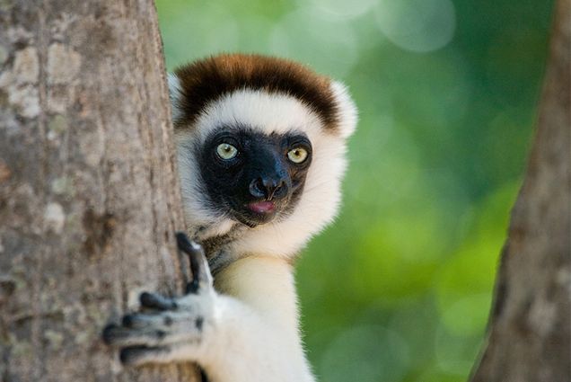 A Sifaka lemur in a tree