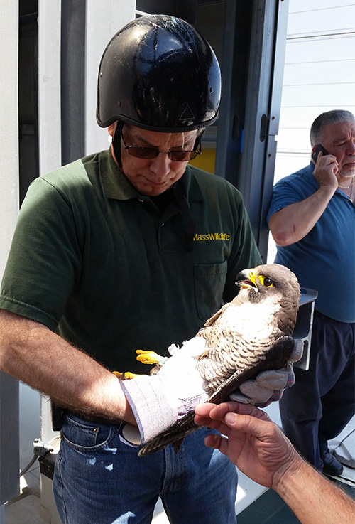 Tom French, MassLife assistant director, holds Latitia, a female falcon who laid her eggs on top of 33 Harry Agganis Way.