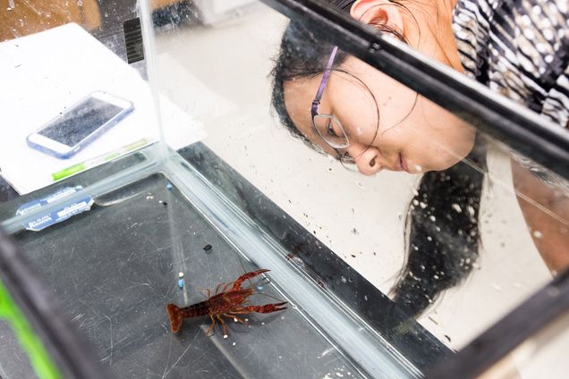 Observing a crayfish 