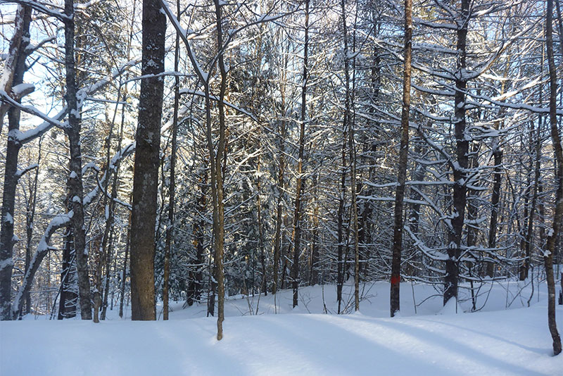 coniferous forest biome winter