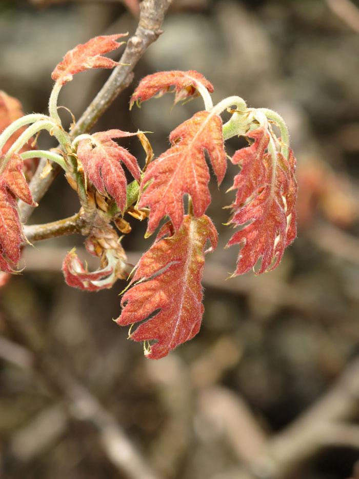 Black oak trees are leafing out about two weeks earlier now than in Thoreau’s time.