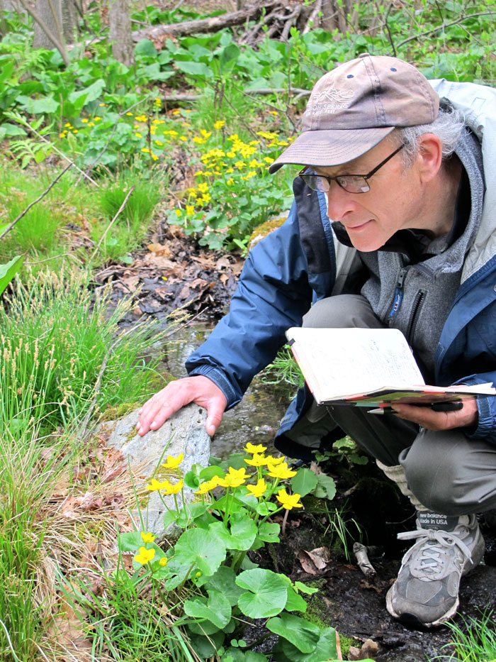 Richard Primack inspects a marsh marigold.