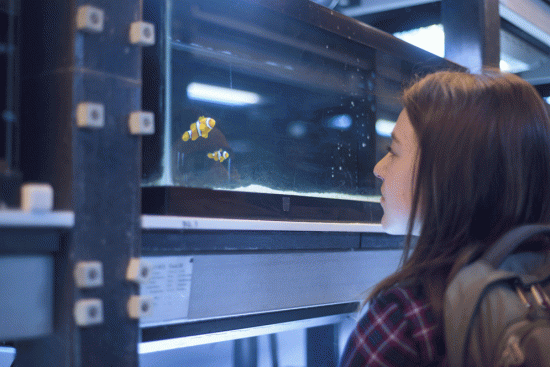 Hannah Weber (CAS '19) having a staring contest with a clownfish
