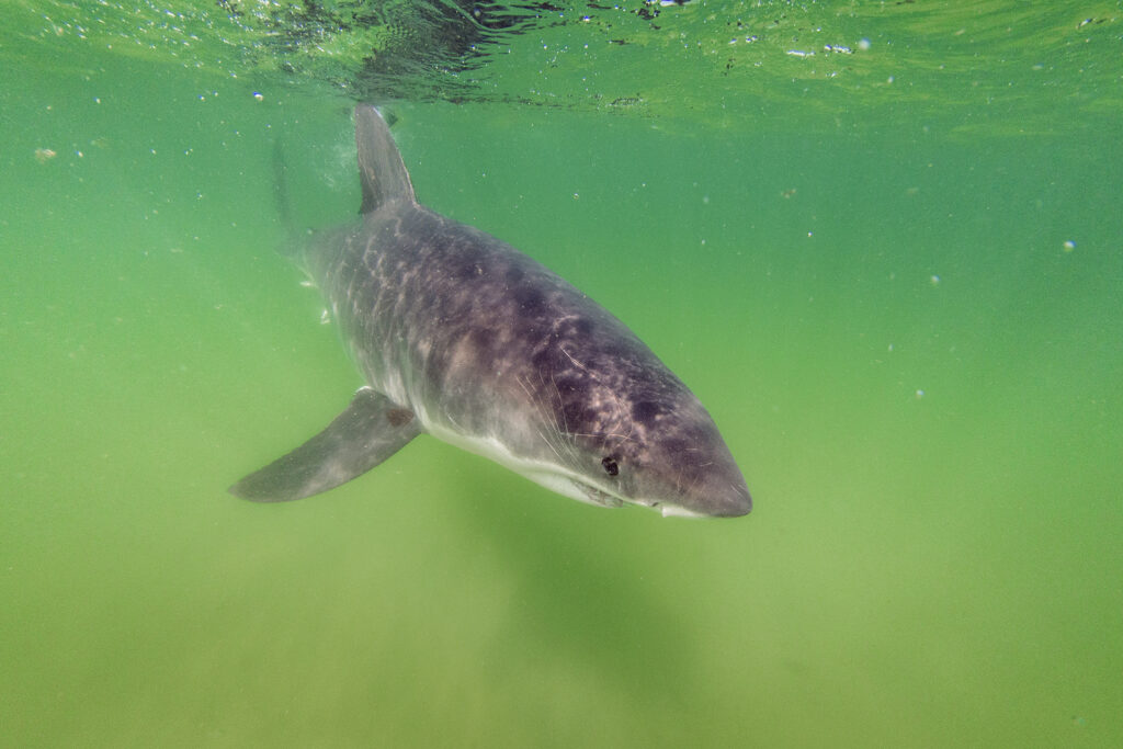 Cape Cod, Sharks, and a New Reality | BU Today | Boston University