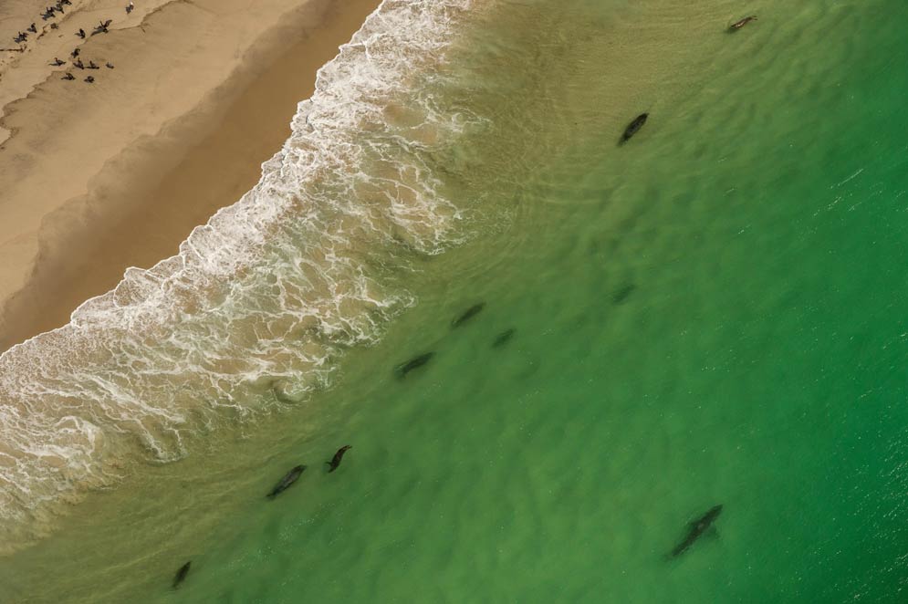 Aerial photography shows a great white shark eyeing a group of gray seals close to shore. Photo by Brian Skerry /  National Geographic Image Collection / Alamy Stock Photo