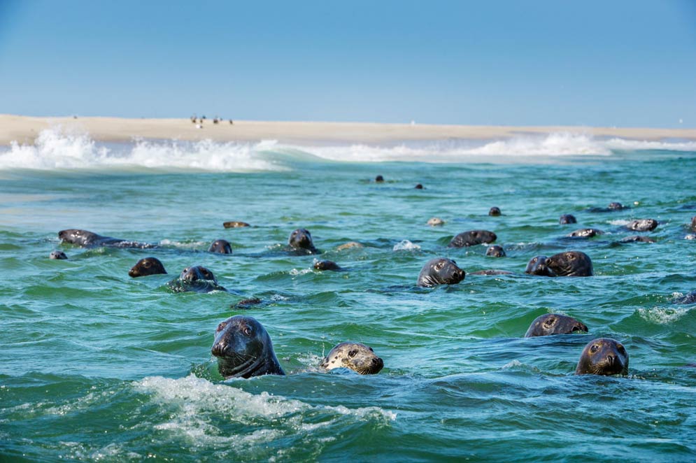 And you thought people made the beach crowded: gray seals swimming off Cape Cod. Photo by Brian Skerry / National Geographic Image Collection / Alamy Stock Photo