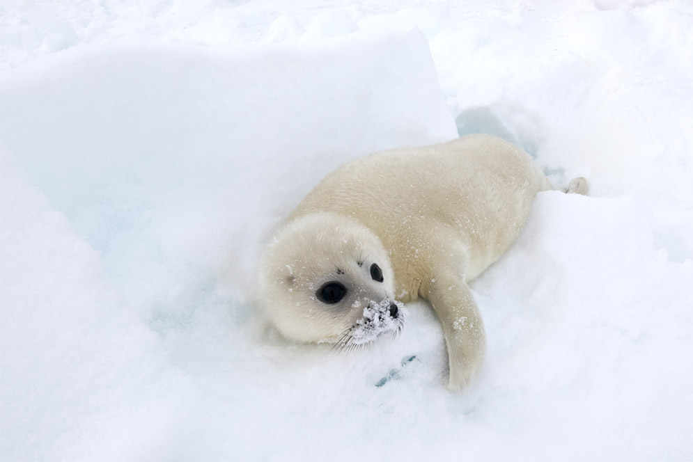 A white harp seal pup in the arctic.