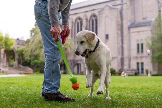 Max and his owner playing fetch