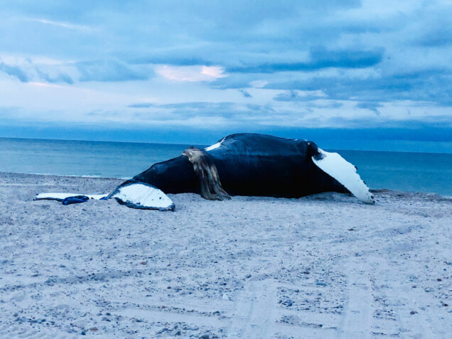 Vector the humpback whale stranded on a beach in Cape Cod.