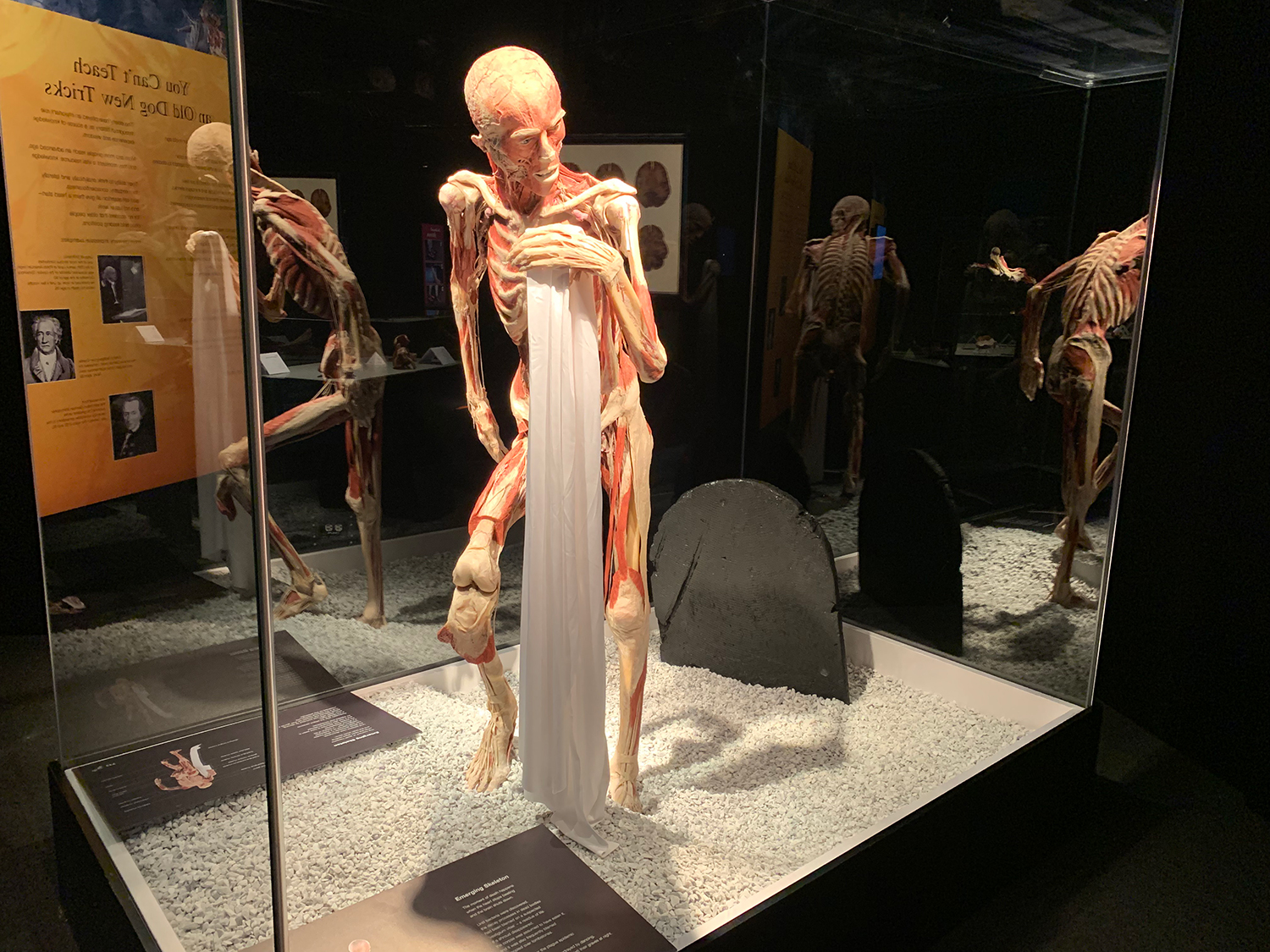 To Do Today: See Inside the Human Body at the Museum of Science's Body  Worlds Exhibit
