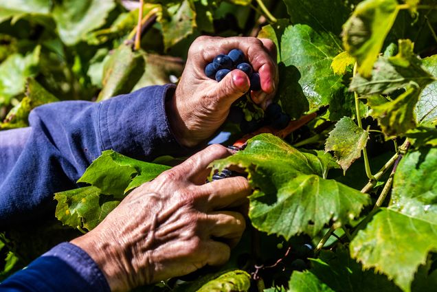 A hand pulls grapes from the vine on a vineyard