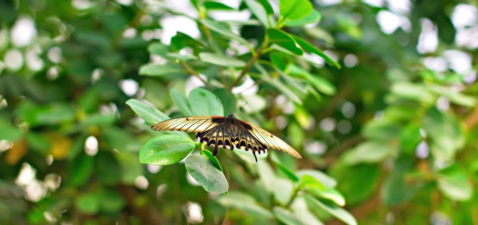 An Easter Tiger Swallowtail Butterfly flies through greenery