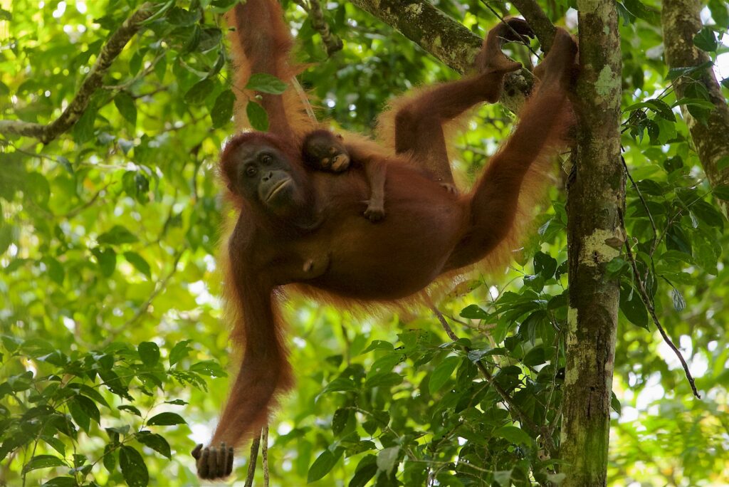 A photo of an adult and baby orangutan.