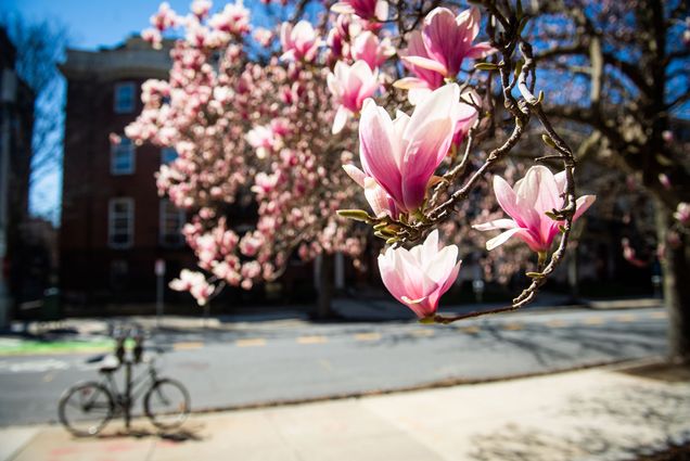 Photo of magnolia tree in bloom along Bay State road with a bicycle locked to a parking meter in the background.