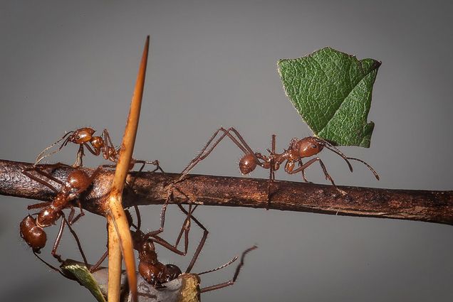 A photo of leafcutter ants working together