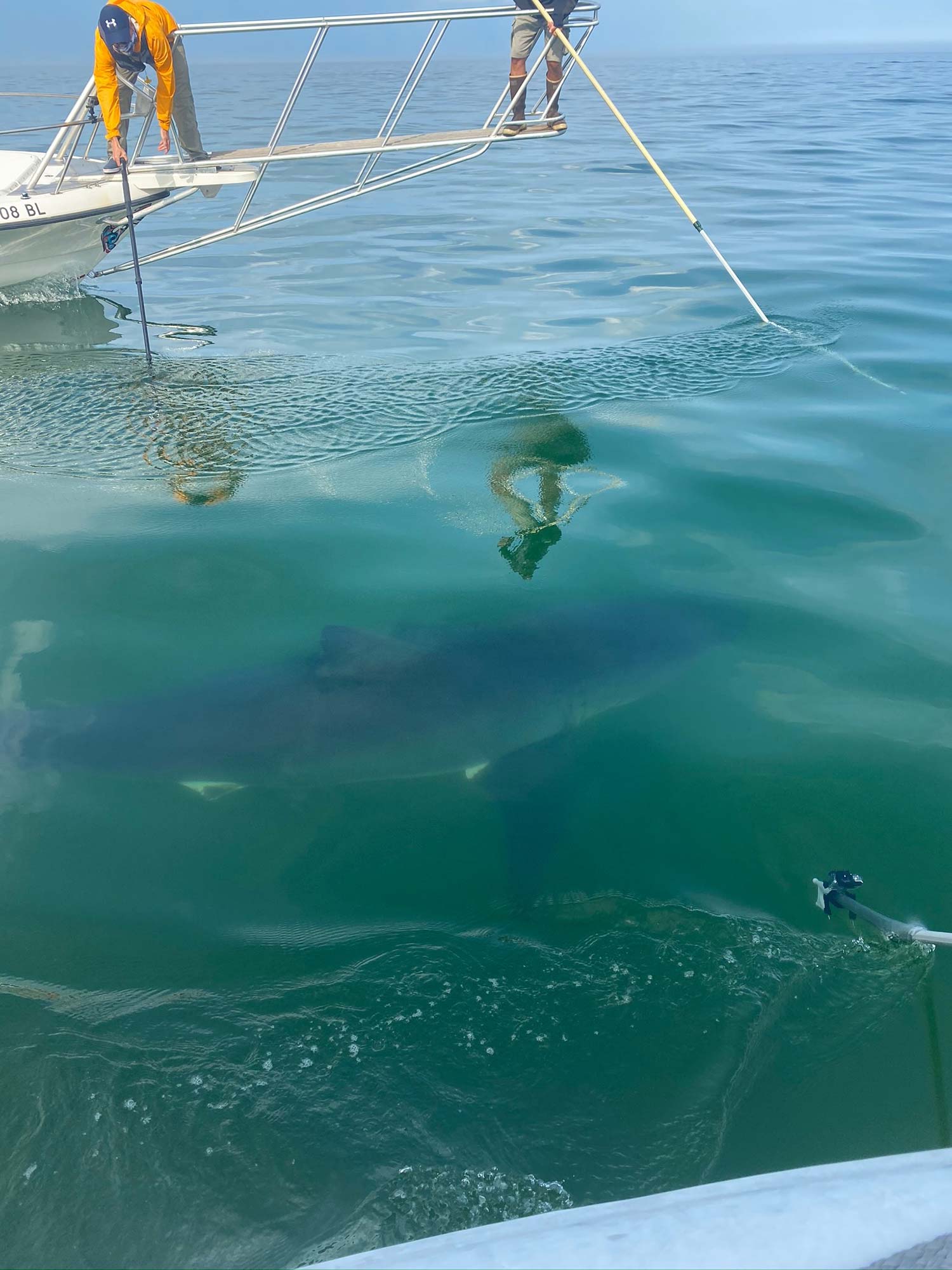 White Sharks are Here to Stay in New England Mirage News