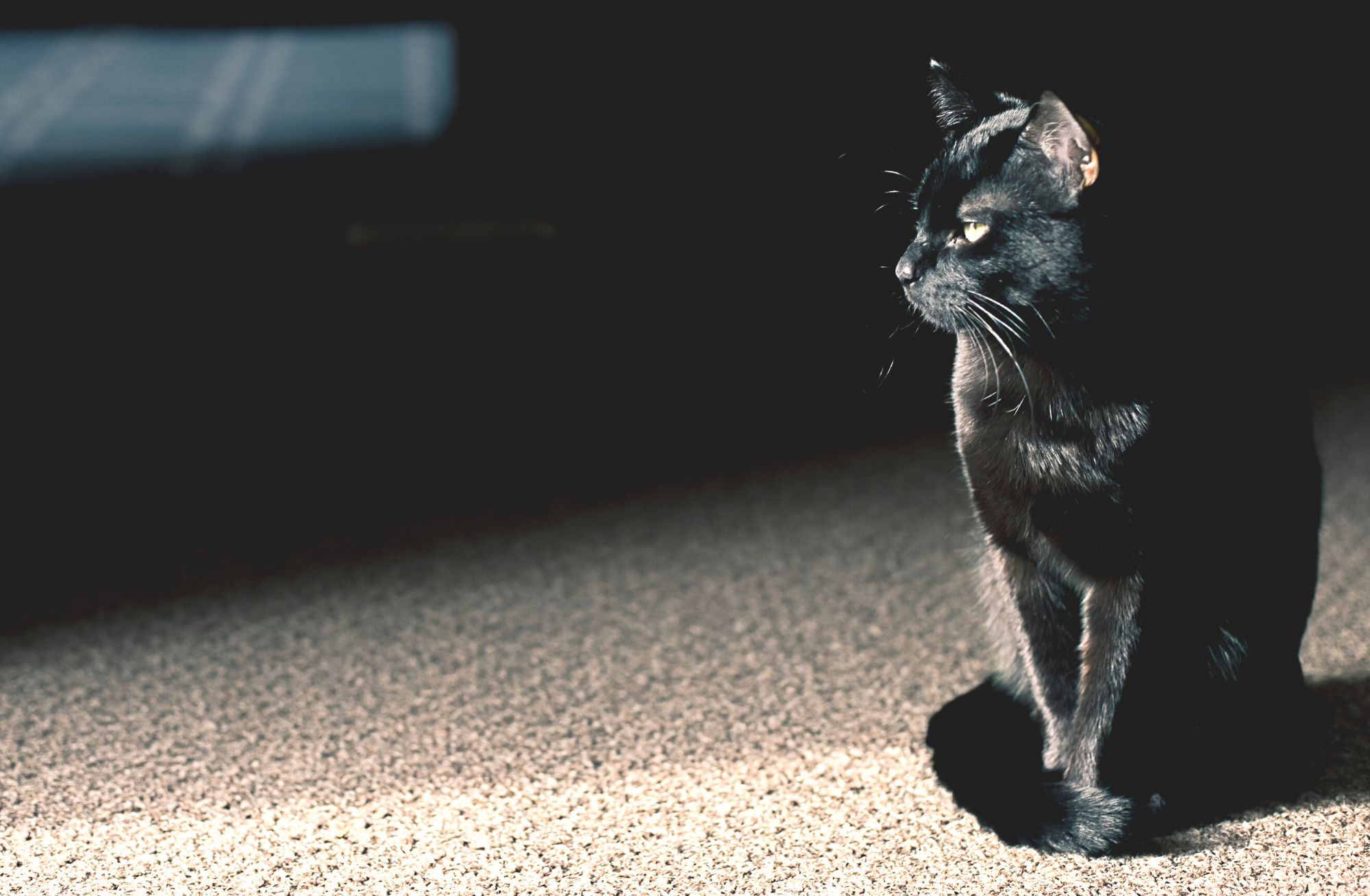 Scaredy cat pose but make it laying down : r/blackcats